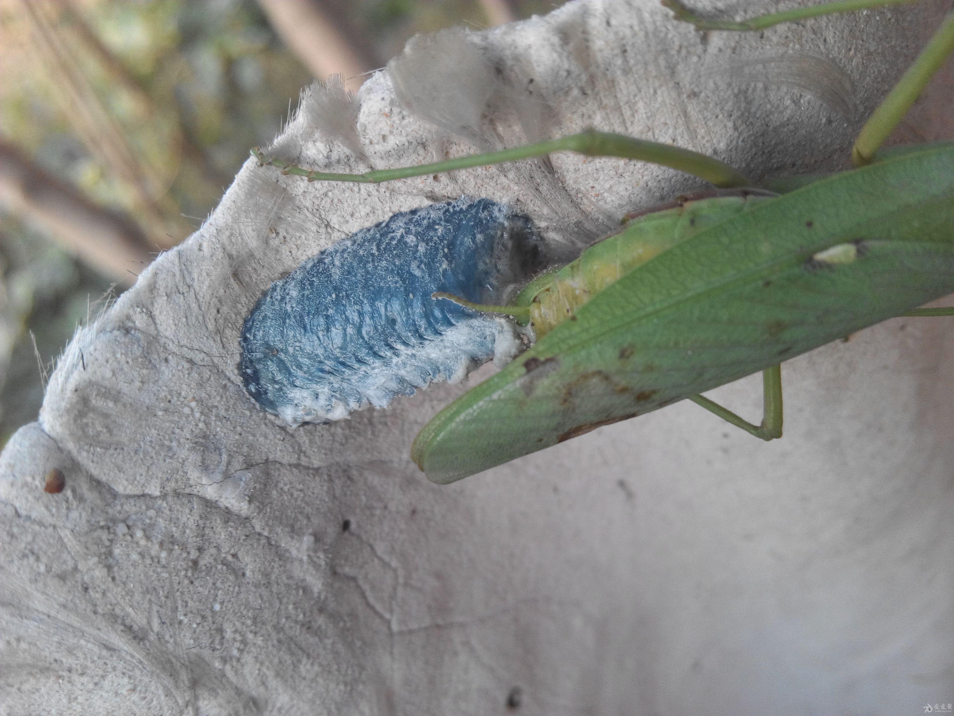 螳螂幼虫原始图片