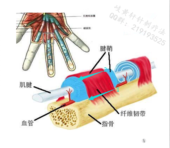 食指肌腱解剖图片