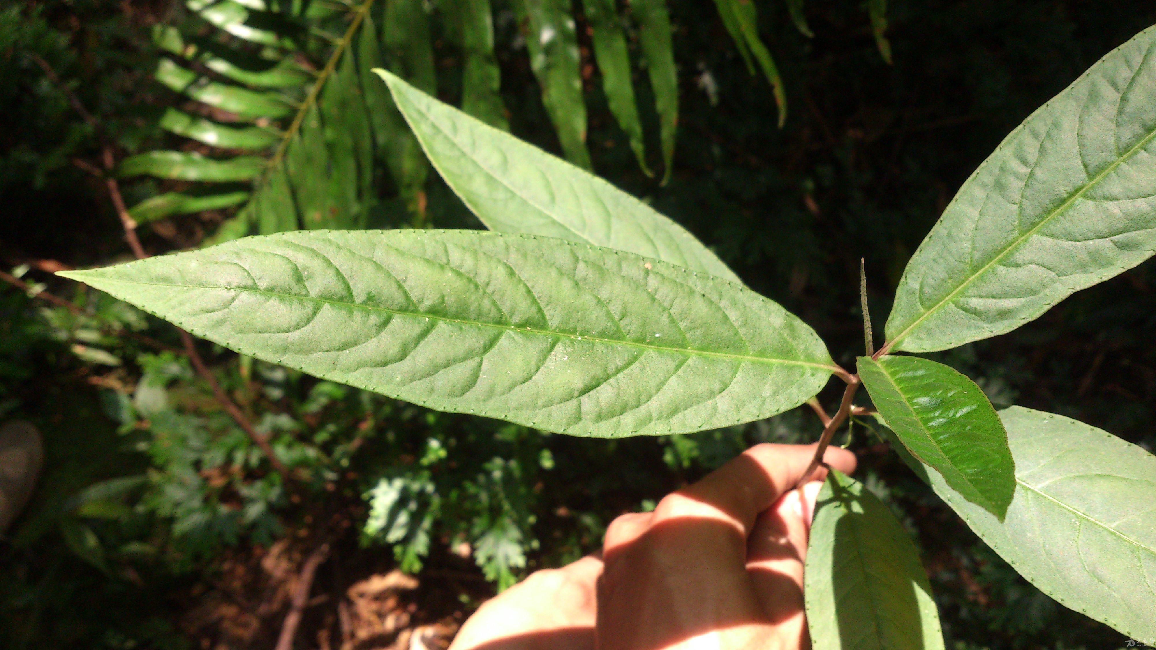 广西野生中草药一览