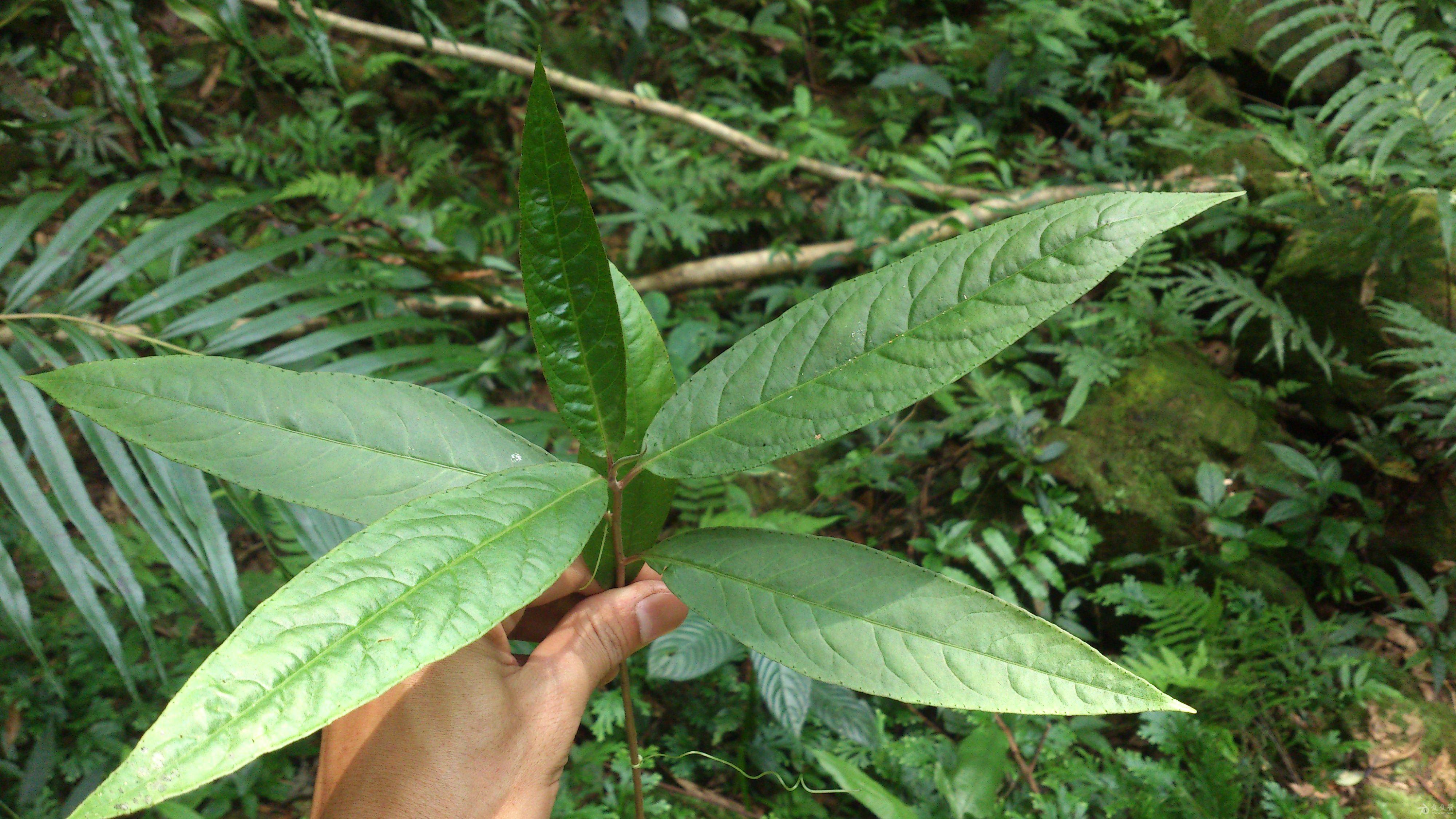 广西山草药图片大全图片