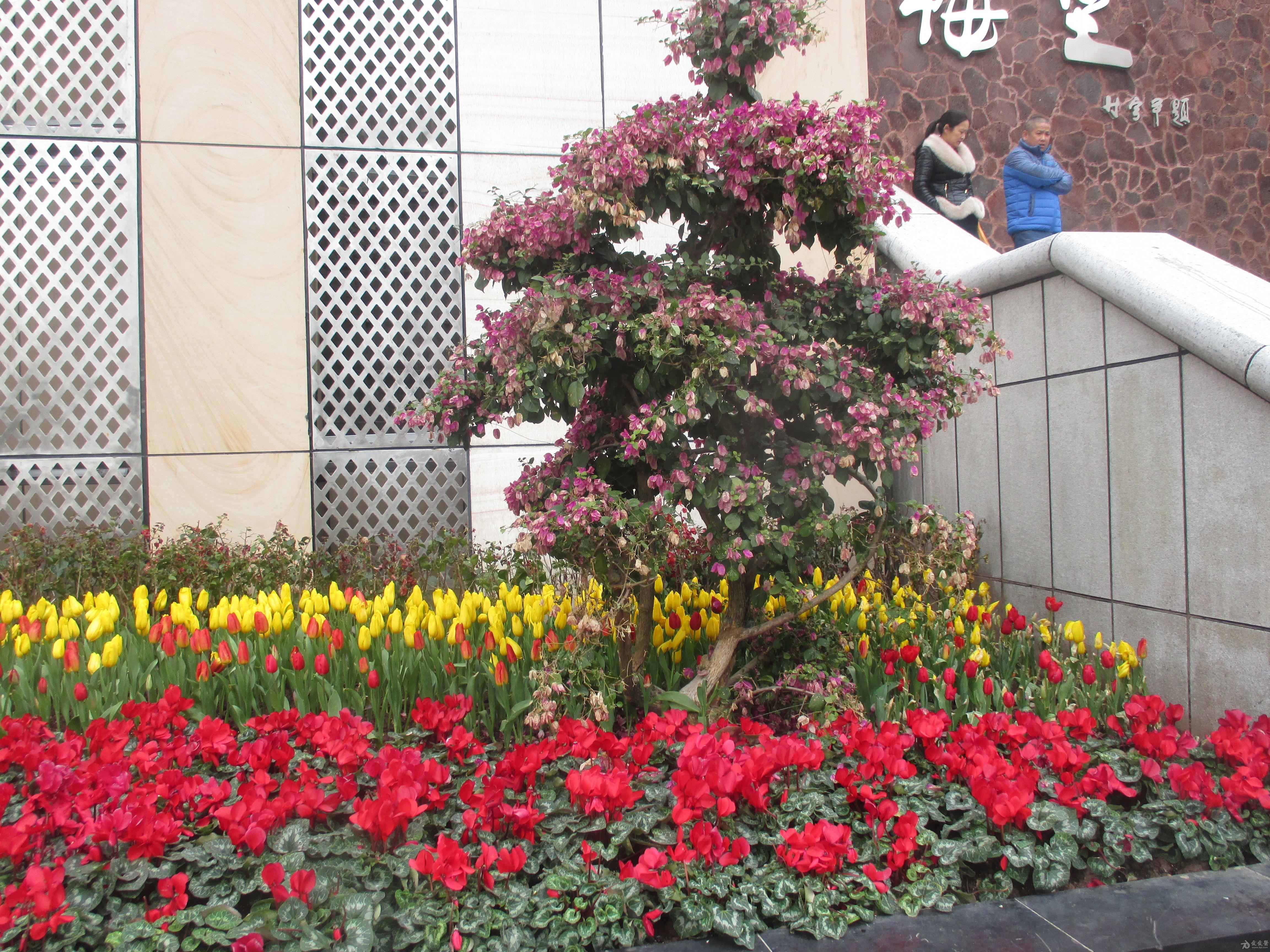 2016年春天重庆杨家坪梅堡游记