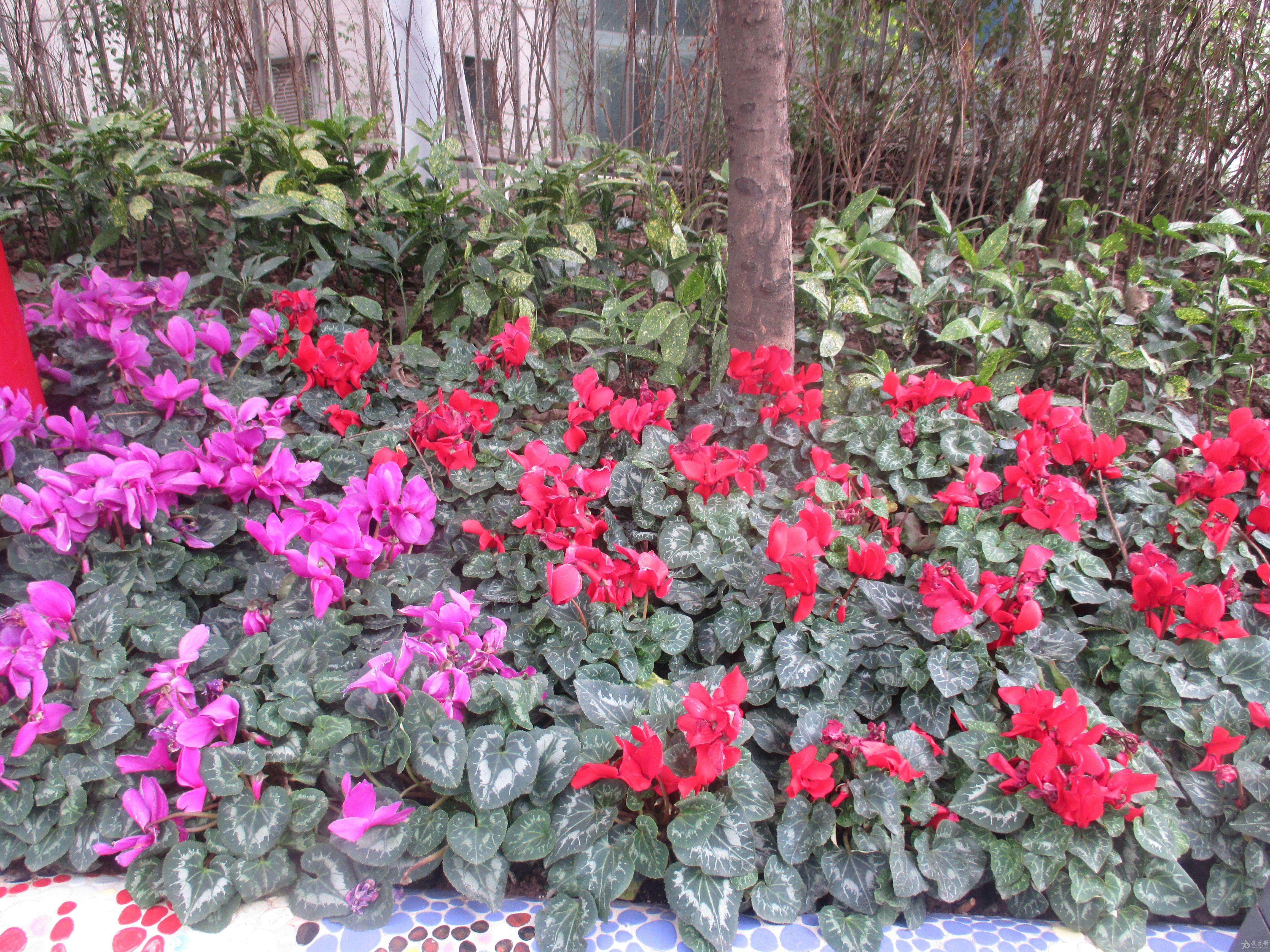 2016年春天重庆杨家坪梅堡游记