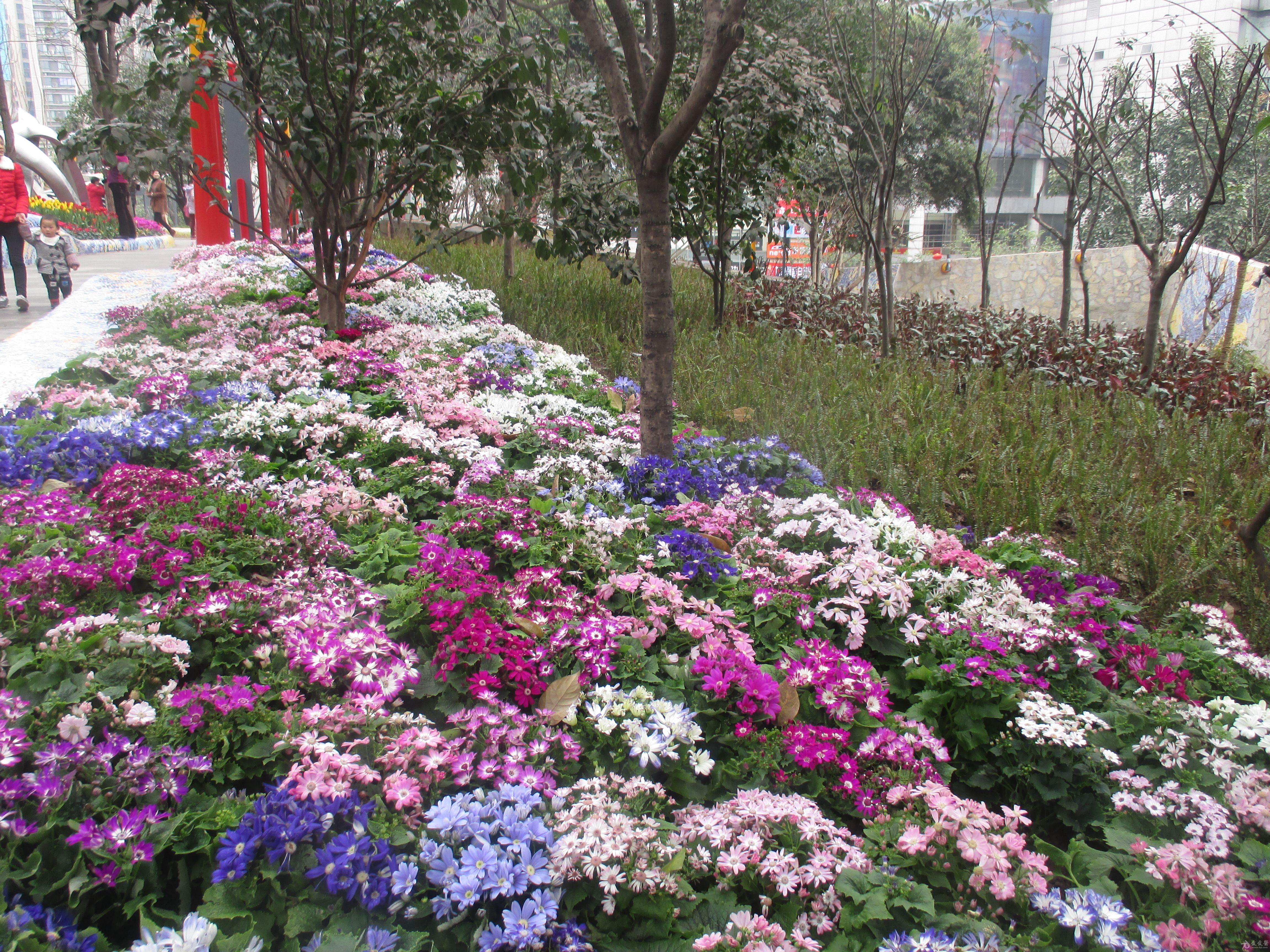 2016年春天重庆杨家坪梅堡游记