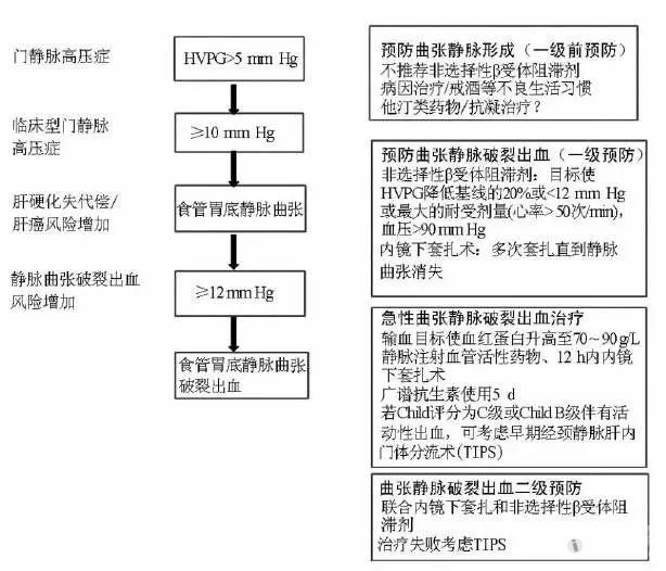 從baveno vi共識看肝硬化食管胃底靜脈曲張的個體化治療