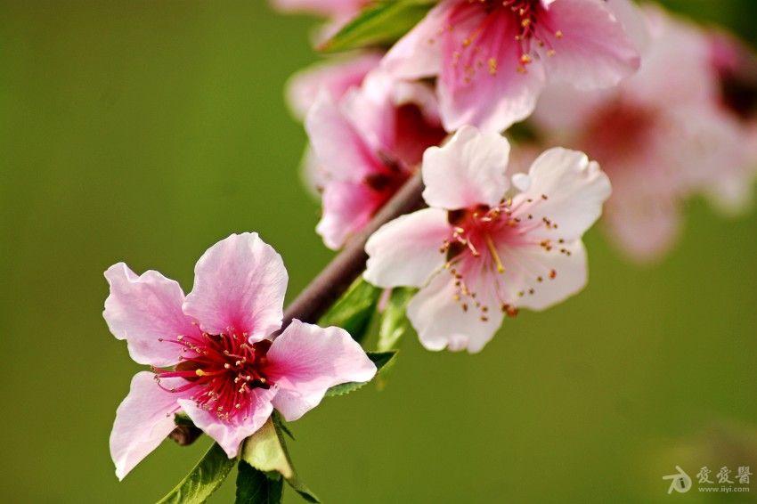 微距摄影春光艳丽桃李争妍