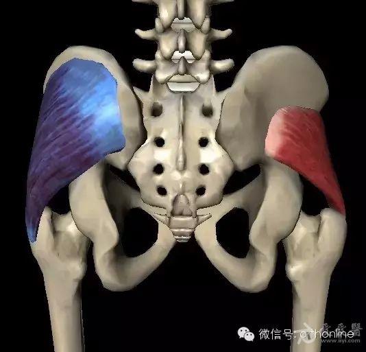 全面實用的髖關節的主要作用肌及訓練方法