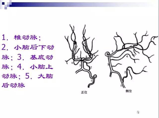 脑血管造影解剖及影像表现