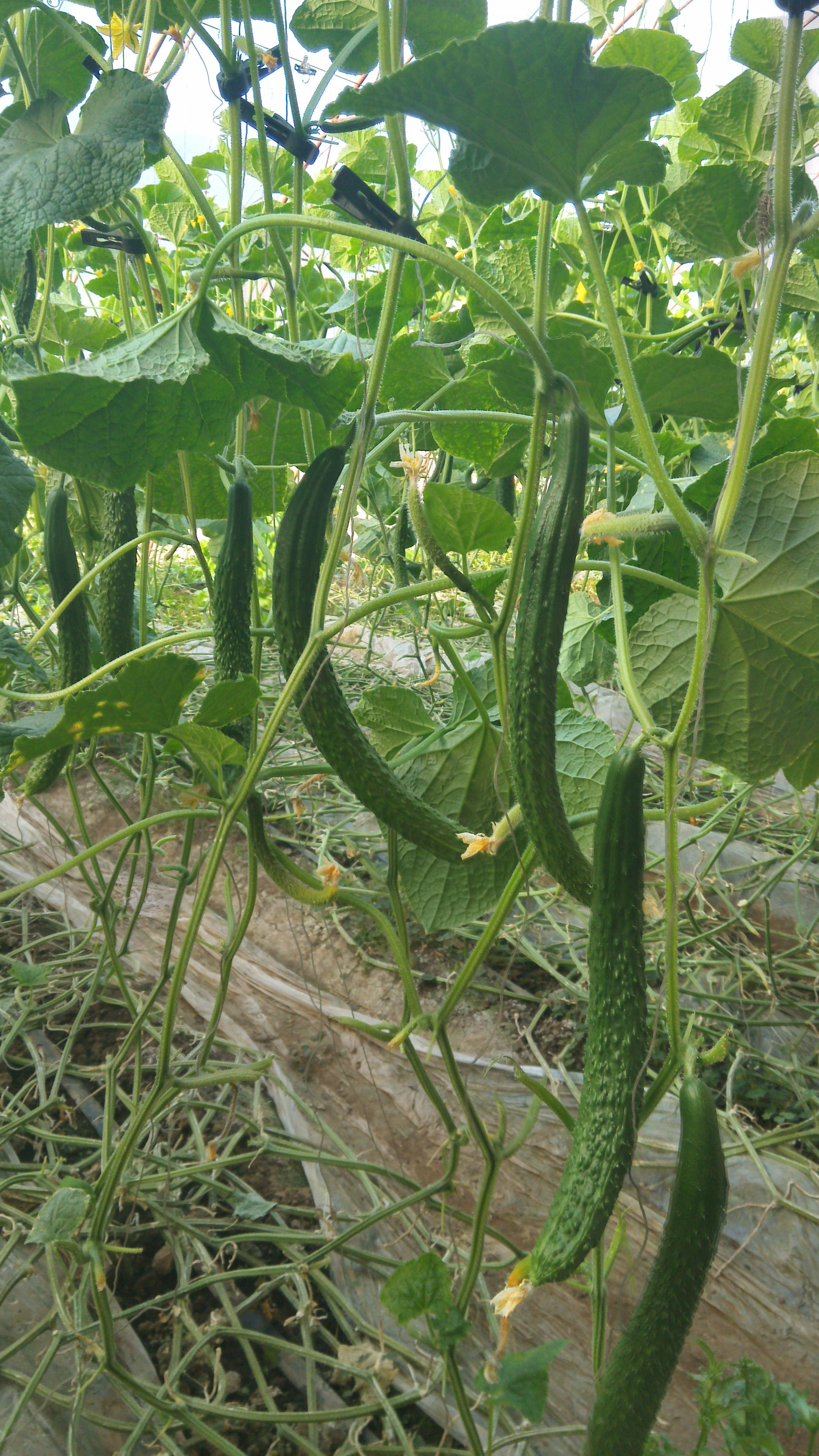 老家大棚里绿油油的黄瓜