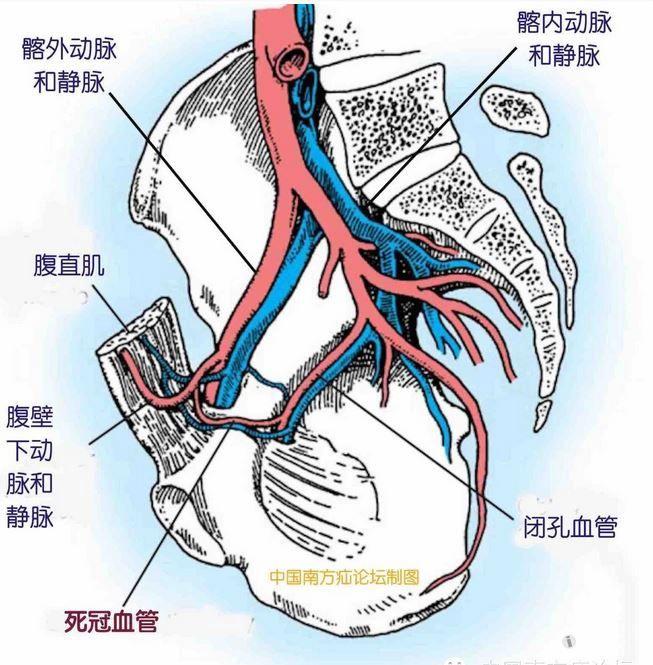 髂动脉解剖图图片