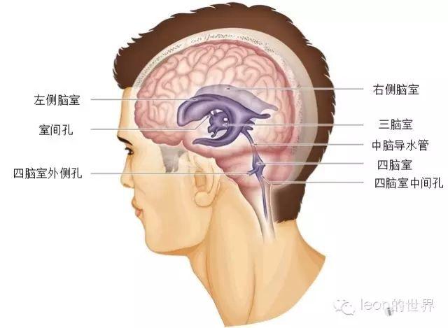 超精美第三脑室解剖图谱