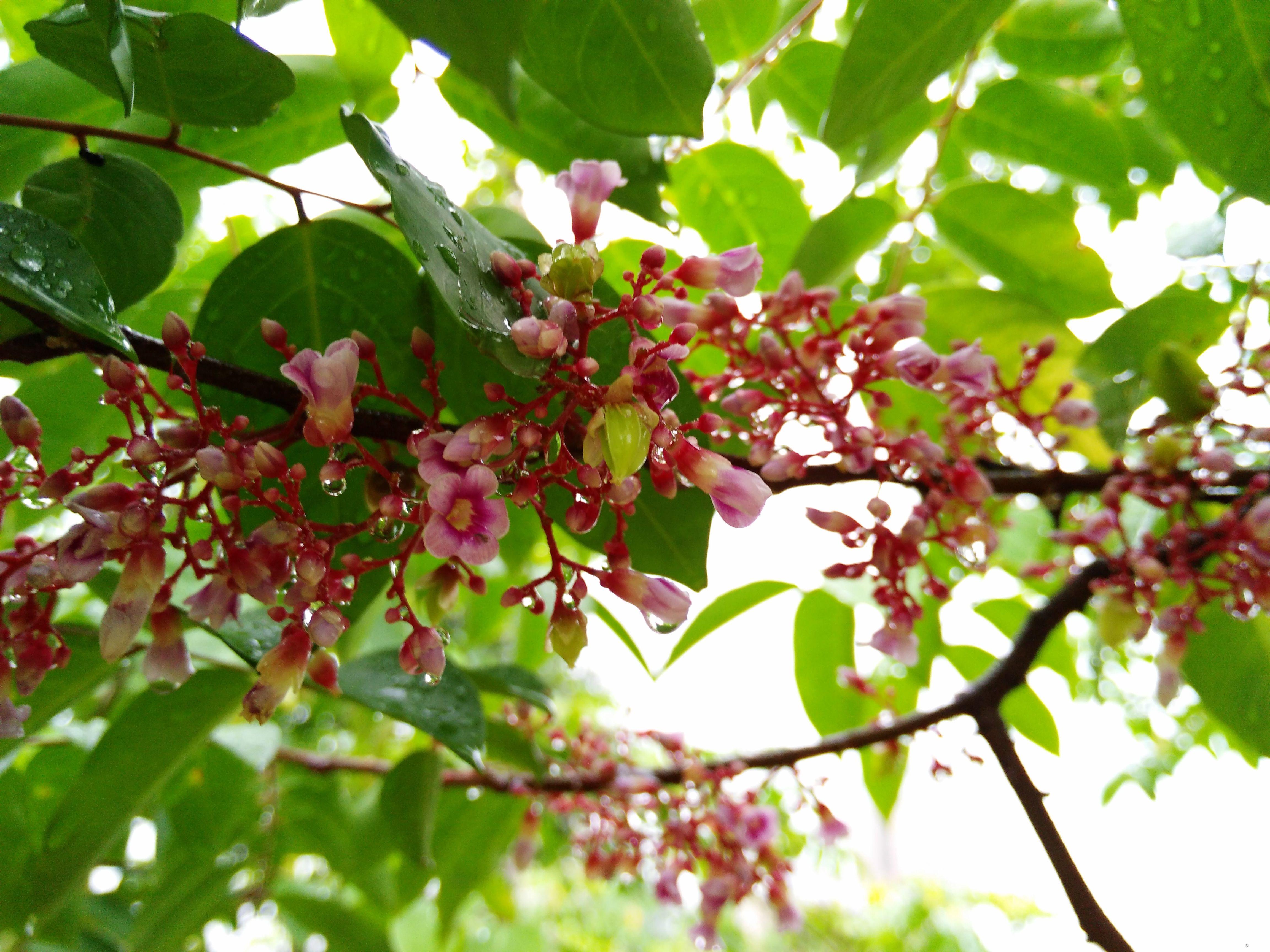 杨桃树花的样子和颜色图片