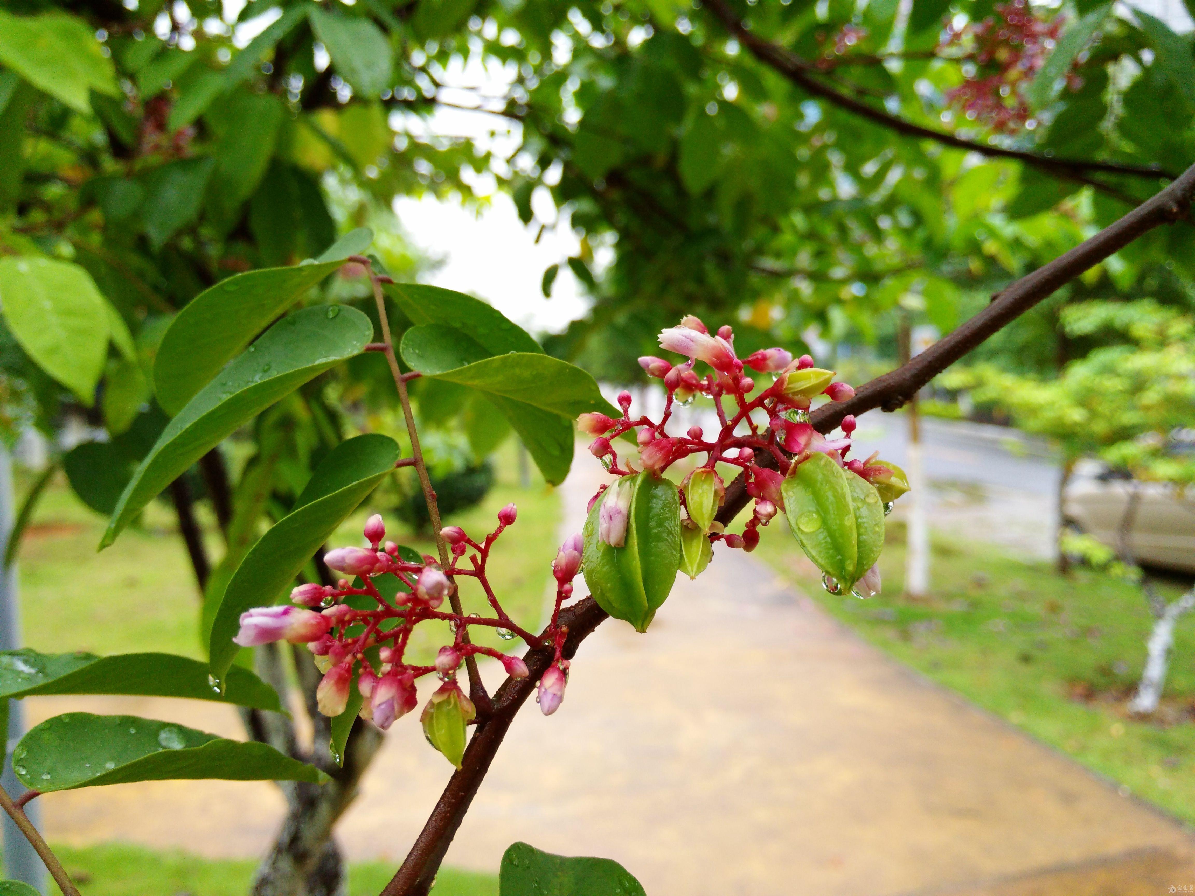 美丽清新的杨桃花