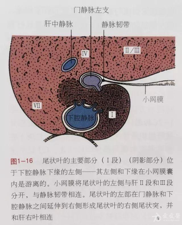 认识第四肝门由一条微信圈文引发的学术之辩