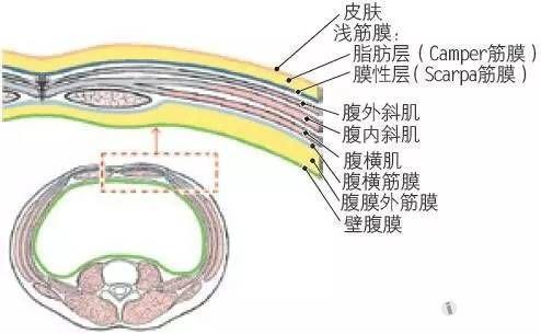 腹前壁解剖图图片