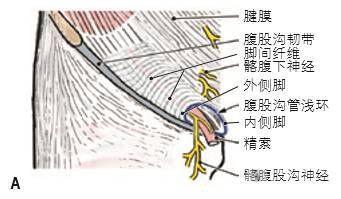 耻骨梳韧带3d解剖图图片