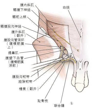 腹股沟韧带位置示意图图片