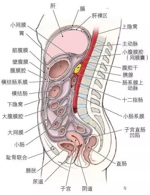 20 腹膜及腹膜腔,正中矢状切面