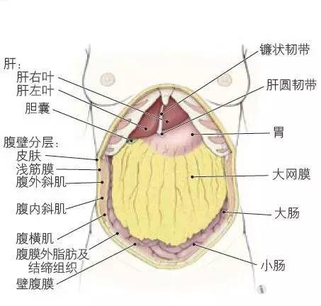 17 大网膜与腹腔脏器的关系