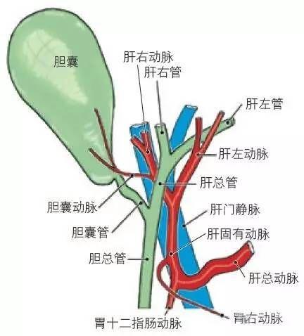 肝脏解剖位置示意图图片