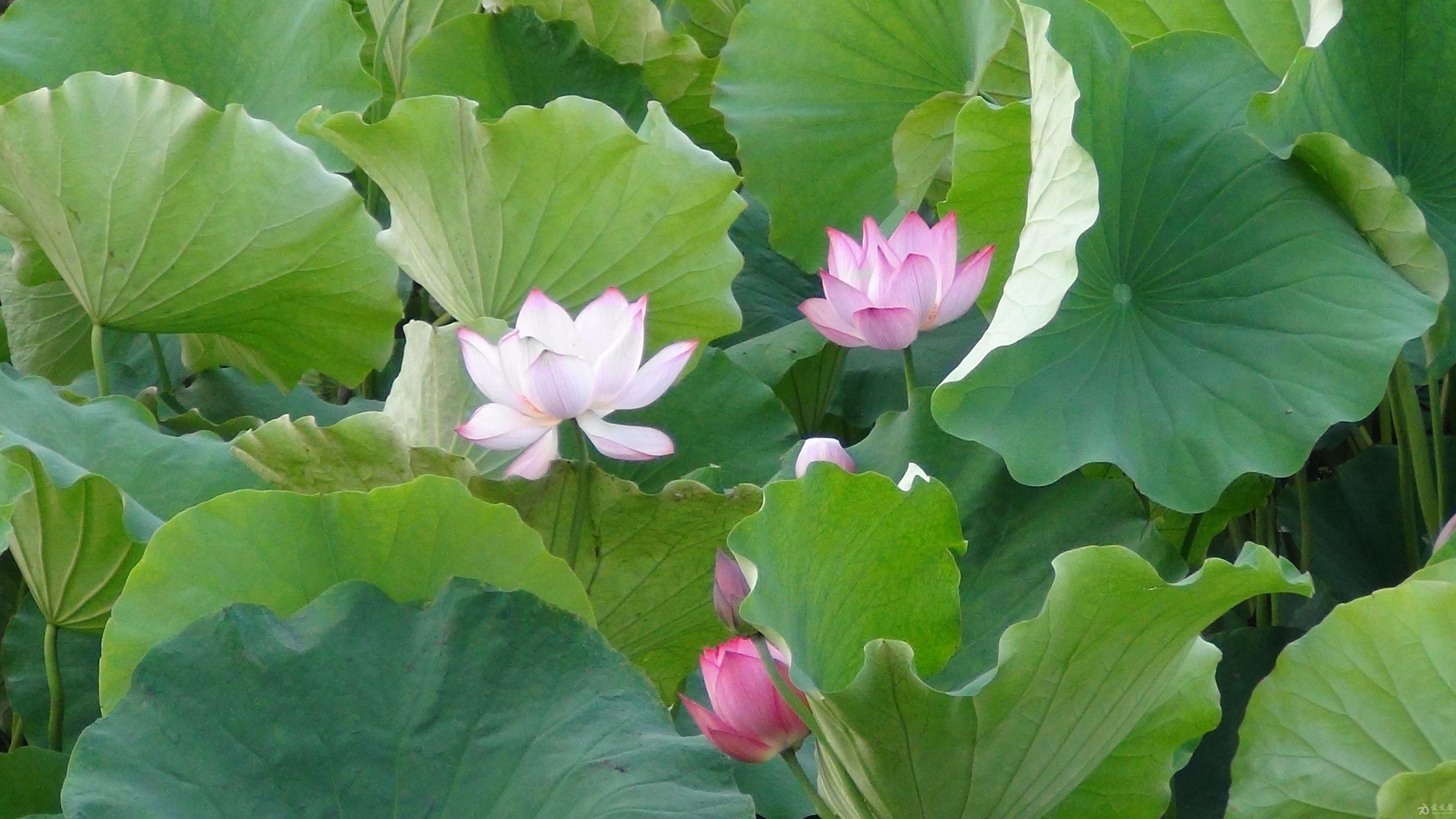 六月莲花正鲜艳