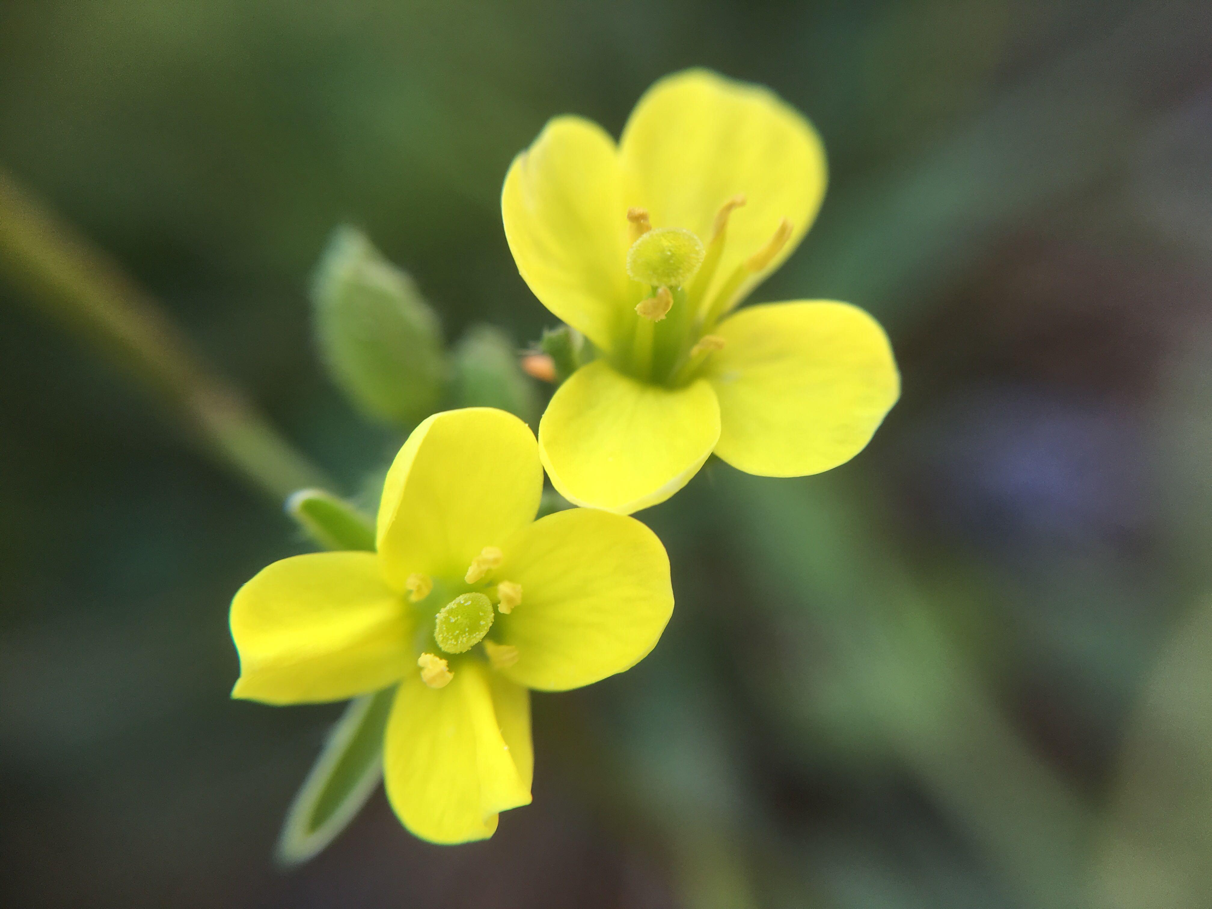 夏季的野花,点点的艳丽,静静地绽放