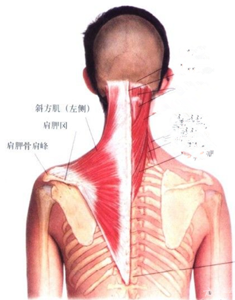 前方肌位置图图片