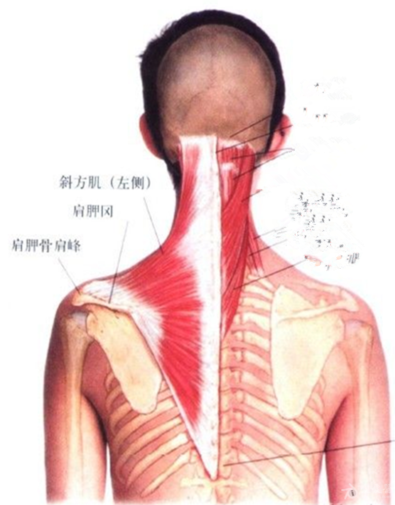 下斜方肌疼痛图片
