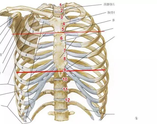 心脏位置图胸骨图片