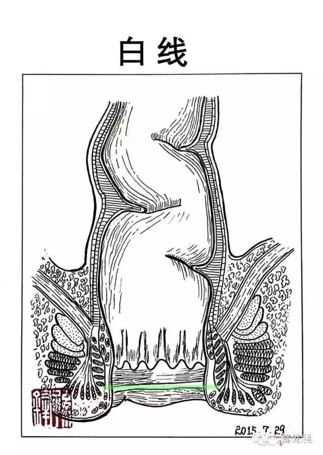 肛管齿状线图片