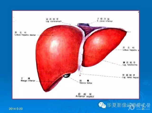 肝脏右叶图片图片