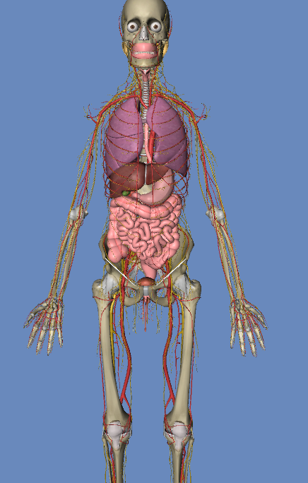 3d人体解剖 
