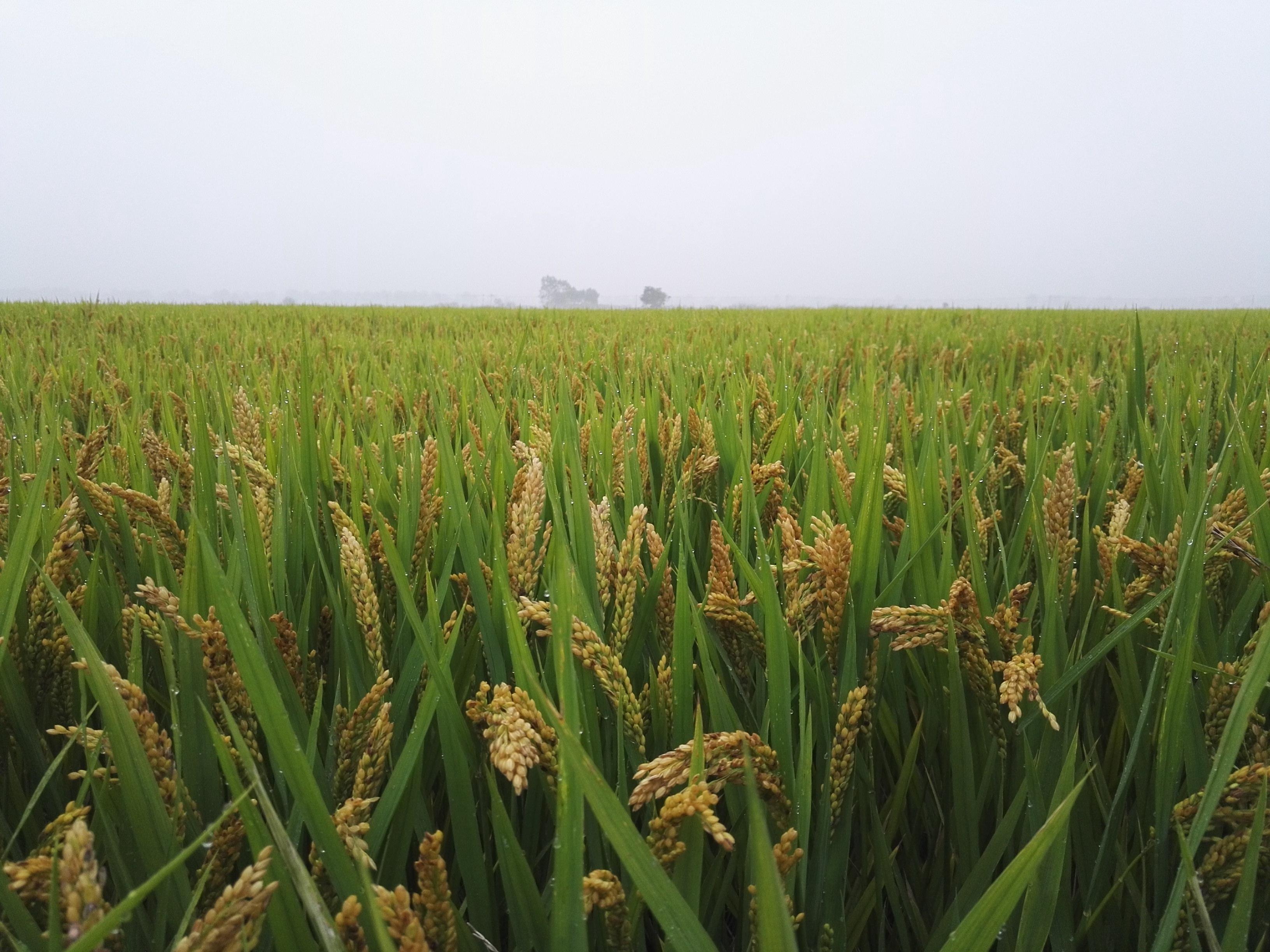 晒秋希望的田野