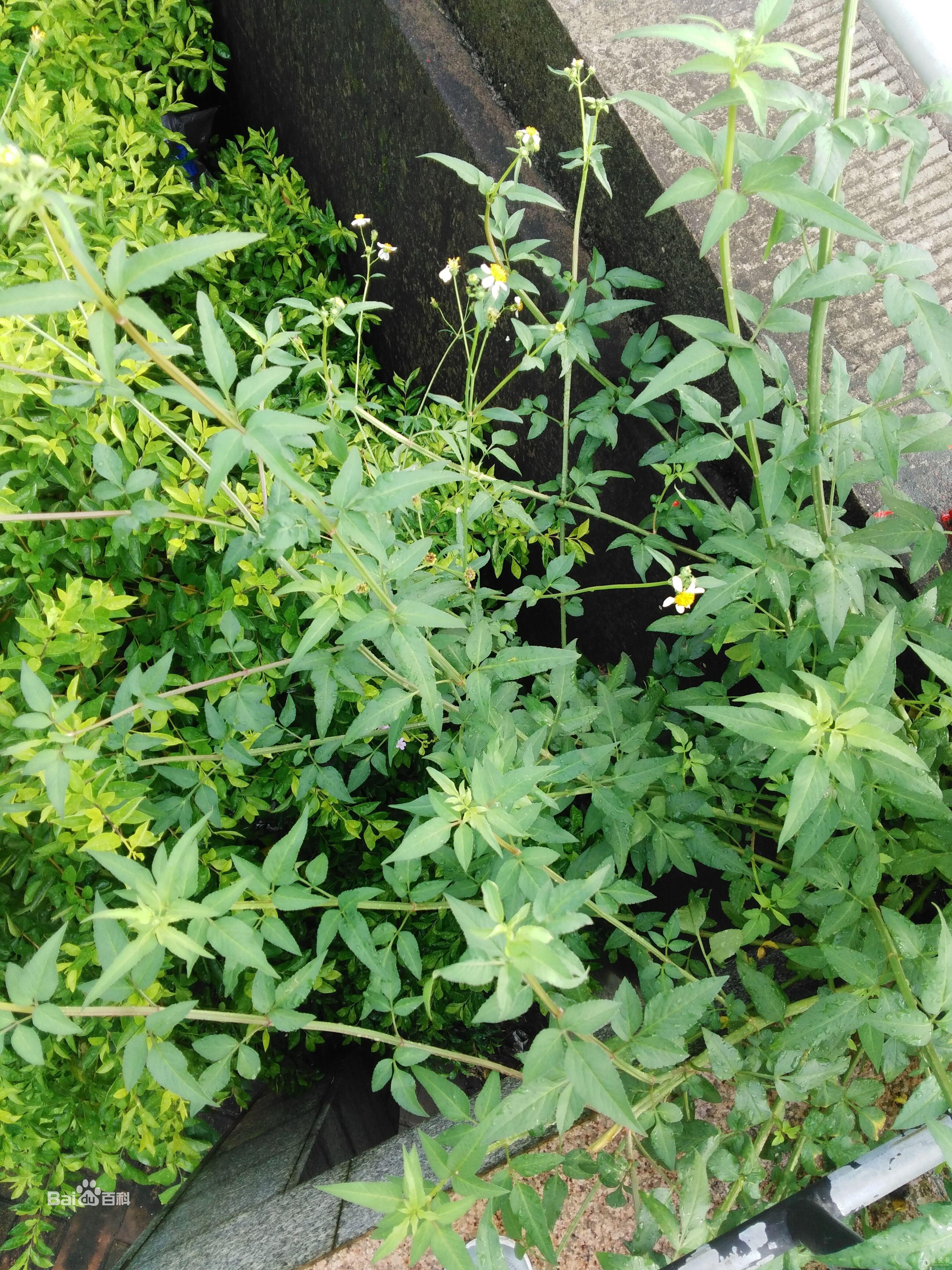 【草原民间中医】每日一味中草药长期更新之鬼针草