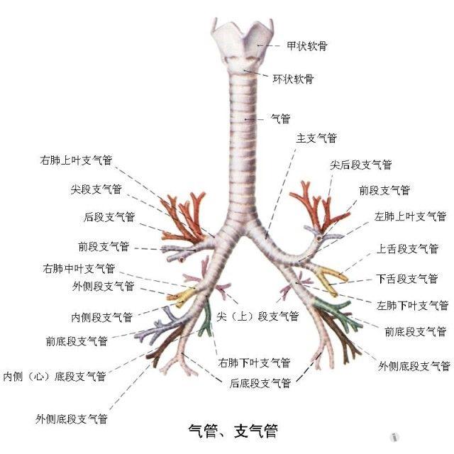 左肺的分段分叶解剖图图片