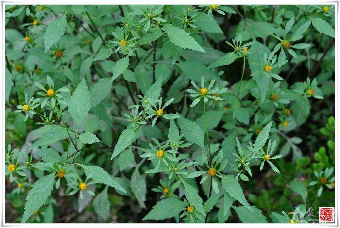 【草原民间中医】每日一味中草药长期更新之民间草药大狼把草