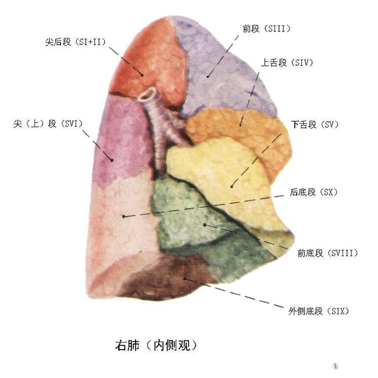 支气管和肺的分段图