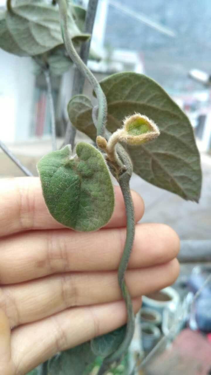 这味健胃化食的草药叫什么?