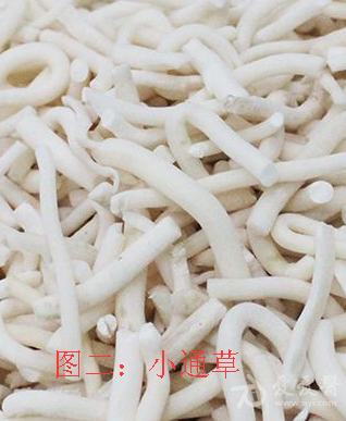 通草与小通草的区别