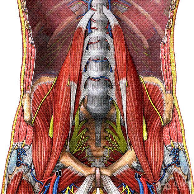 髂腰肌解剖圖