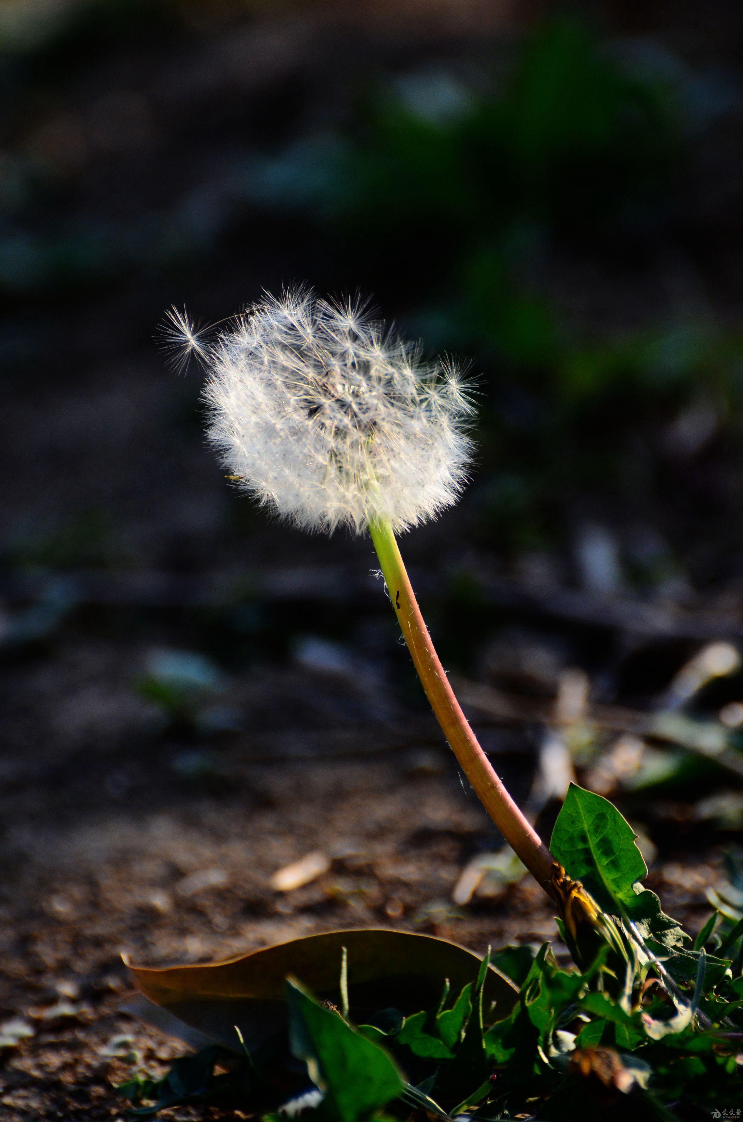 蒲公英 - 【我爱摄影】 - 爱爱医医学论坛