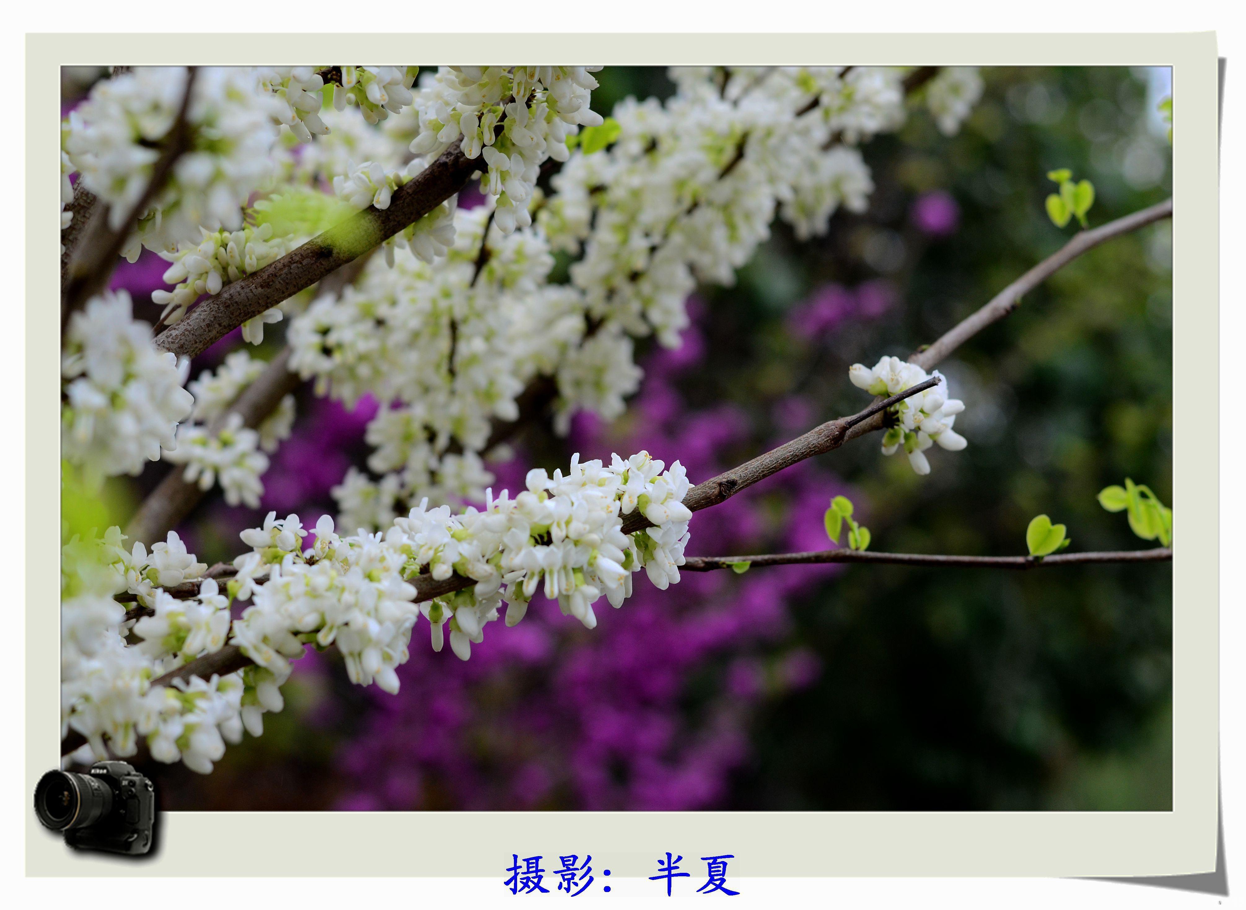 分享稀少的白色紫荆花