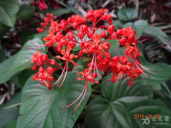 说他采集一种叫"九龙珠"的草药,用这药治疗骨折疼痛有奇效