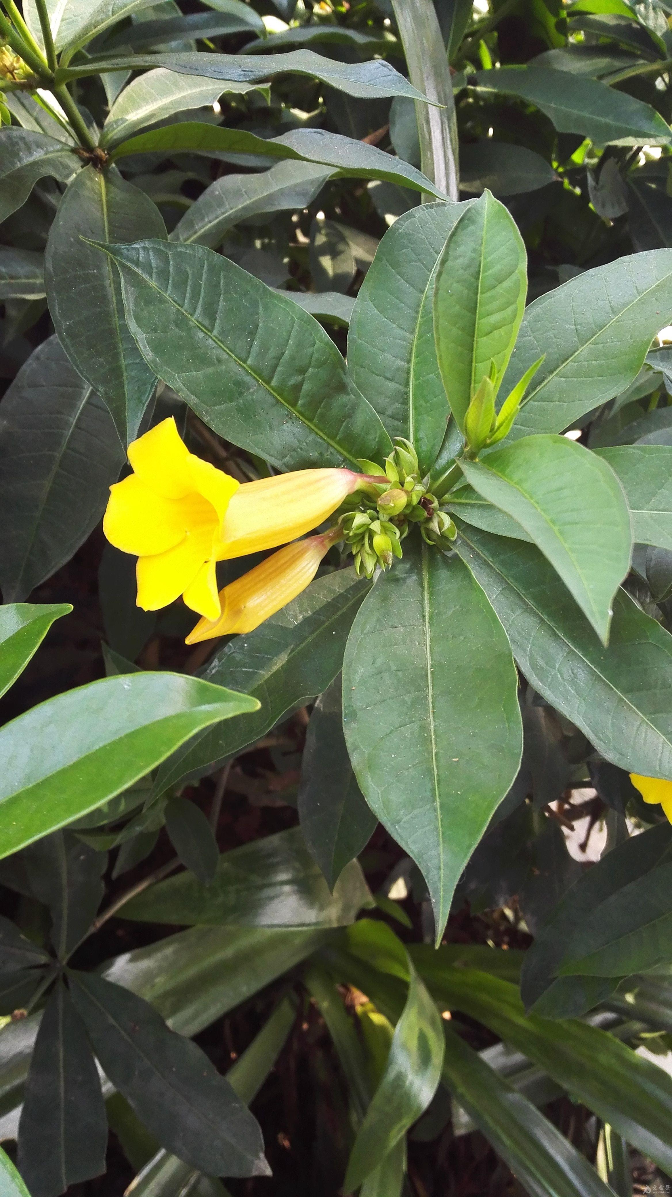 认识身边的植物