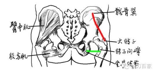 下肢,臀部疼痛的部位在腰腿痛诊断要点(3)