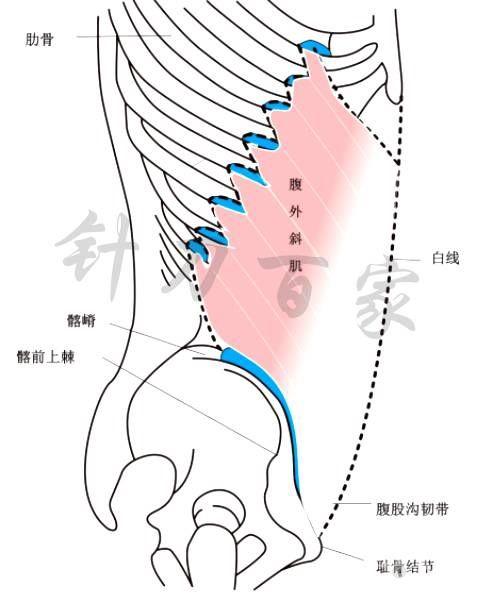 肋腰点 示意图图片