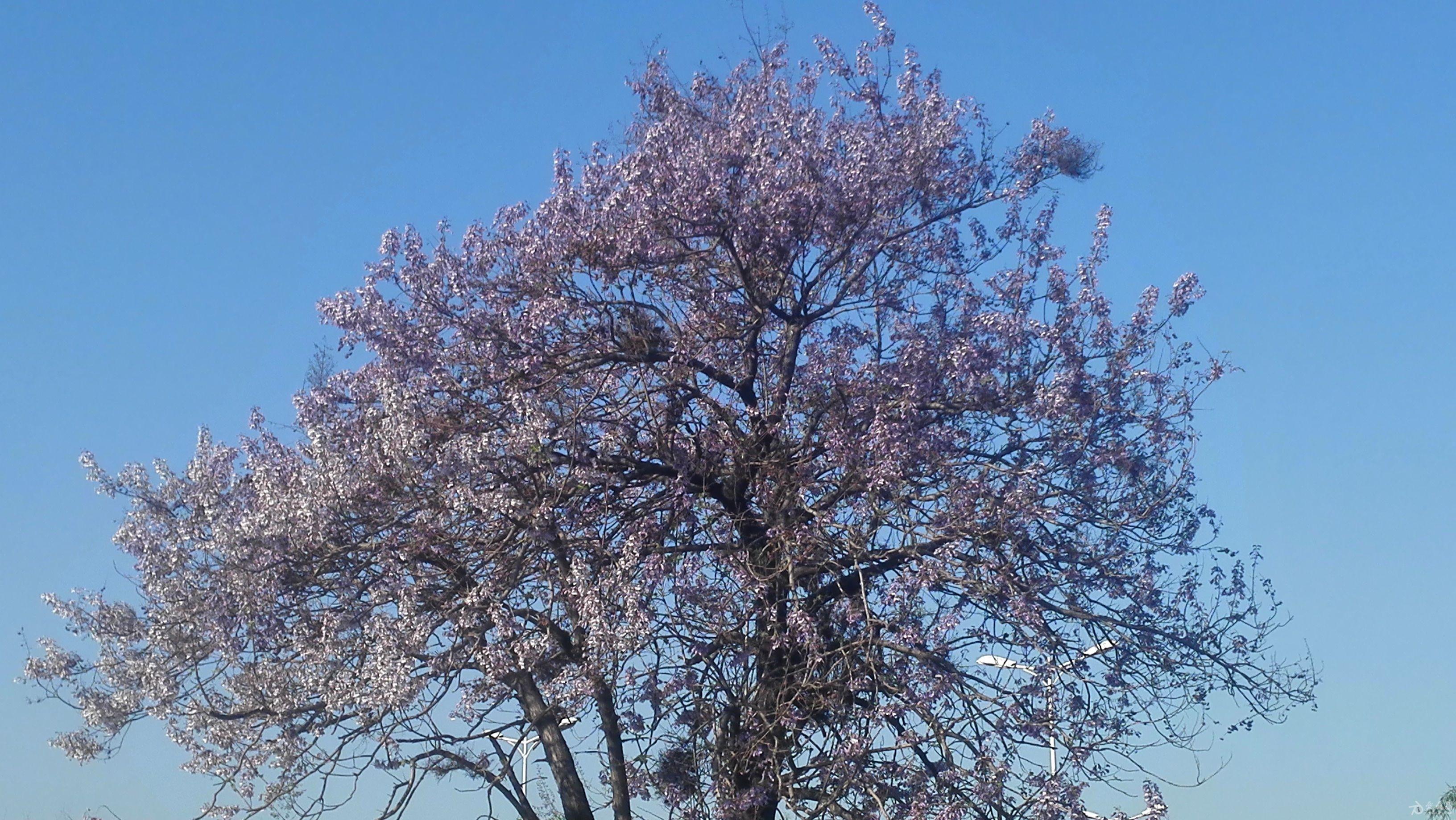 【我和春天有个约会】散步路遇泡桐花开很可爱有感
