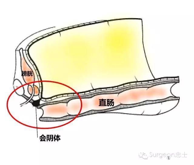 图解从泄殖腔演变看邓氏筋膜到底是一层还是两层