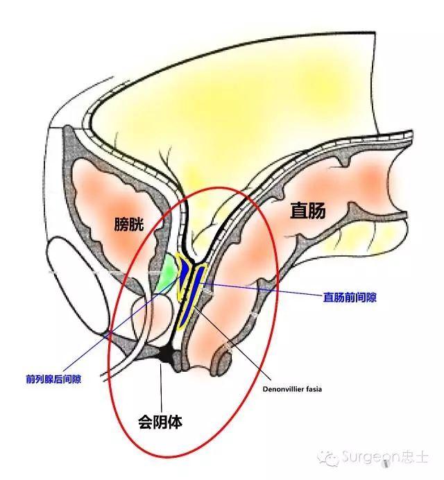 图解从泄殖腔演变看邓氏筋膜到底是一层还是两层