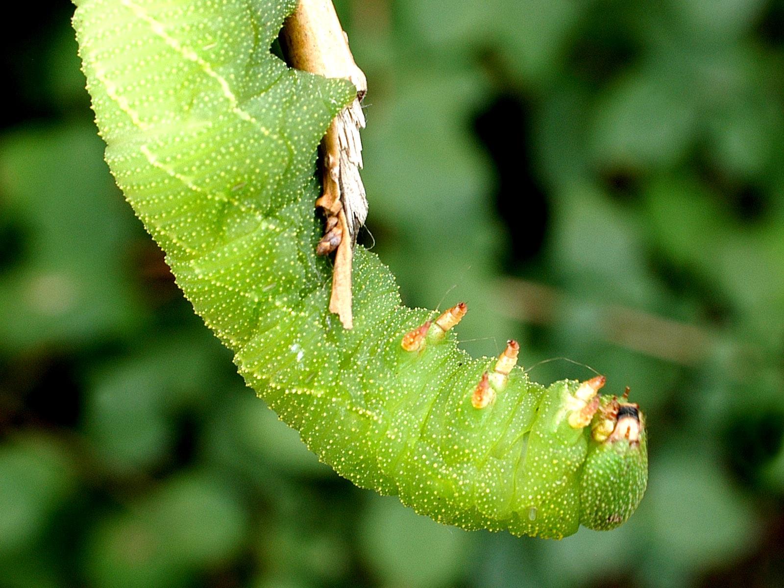 今一百岁老人传授一产后风偏方