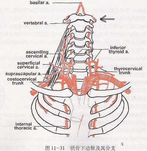 椎动脉三角名词解释图片